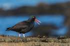 Black Oystercatcher Calling Art Print